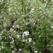 Arborix Spiraea Cinerea 'Graciosa' - Struikspirea 40-60 cm pot