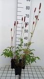 Sanguisorba 6x Sanguisorba off. 'Blackthorn' | pot de 9x9 cm