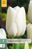 Jub Tulipa Catherina bloembol JUB 7 stuks