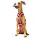 3-punts anti-trekharnas - Ideaal voor Lebrelles: Italiaanse windhond, whippet, windhond, podenco - veilig, ademend en duurzaam - roze, S