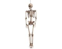 Boland Halloween skelet - 92 cm - hangend skelet - halloween decoratie