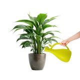 Zendea Gieter voor planten van robuust groen kunststof, 13,2 x 10,5 cm, ideaal voor de verzorging van planten en bloemen in de tuin, balkon of terras, lange en dunne schenktuit en inhoud 1,6 l