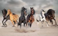 Bellatio Decorations Shoppartners Bv Dieren poster galopperende paarden in het zand - 84 x 52 cm
