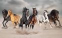 Bellatio Decorations Shoppartners Bv Dieren poster galopperende paarden in het zand - 84 x 52 cm