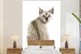 Nr1Wallpaper Fotobehang Bengaalse kat - 180x280 cm - Vliesbehang