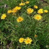 Arborix 6 x Inula Ensifolia - Alant pot 9x9 cm - Zonnige Geelbloeiende Plant