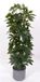 Oosterik Home Scheffelera arboricola 90 cm kunstplant