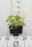 GRDplanten Groendecor Tuinarchitectuur 6x Kaukasische vergeet-mij-nietje - Brunnera macrophylla | 9x9 cm pot