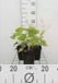 GRDplanten Groendecor Tuinarchitectuur 6x Kaukasische vergeet-mij-nietje - Brunnera macrophylla | 9x9 cm pot