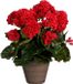 Mica Decorations Geranium Kunstplant - 27x27x41 cm - Polyester - Rood
