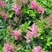Arborix Astilbe 6 x Astilbe (J) 'Rheinland' - Astilbe pot 9x9 cm