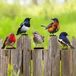 Omgoods - Lot de 5 décorations de jardin avec oiseaux peints