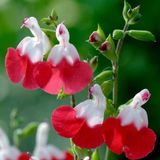 Arborix Bol 6 x Salvia Microphylla 'Hot Lips' - pot 9x9xm