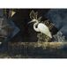 Papier peint panoramique oiseau 340 cm x 255 cm
