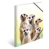 HERMA 19961 Set van 3 A4 Exotische stokstaartdieren map van stevig kunststof met bedrukte binnenklep en elastiek voor kinderen, jongens en meisjes