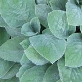 Arborix Bol 6 x Stachys Byzantina 'Cotton Ball' - Ezelsoren pot 9x9cm, zacht en bodembedekkend