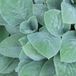 Arborix Bol 6 x Stachys Byzantina 'Cotton Ball' - Ezelsoren pot 9x9cm, zacht en bodembedekkend
