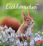 Eichhörnchen Heye Eichhörnchen Postkartenkalender 2027