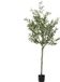 vidaXL Kunstolijfboom 700 blaadjes 165 cm groen