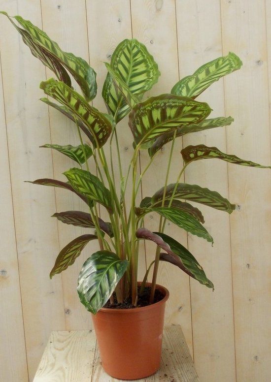 Warentuin natuurlijk - Calathea Makoyana Pauwenplant lichtgroen groen 90 cm