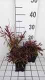 GRDplanten Groendecor Tuinarchitectuur 6x Galium - Gaura lindh. 'Gaudi Pink' (oenothera lindh.) | 9x9 cm pot