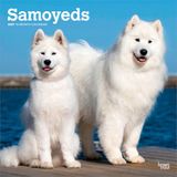 Samoyeds BrownTrout Publishers Samoyeds - Samojede 2027 - 16-Monatskalender