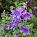 Arborix Bol 6 x Campanula latifolia Macrantha - Breedbladig Klokje pot 9x9cm, blauwbloeiend en langbloeiend