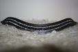 HKM MHS wave frontriem - White/ Black Pearl - bruin leer - Cob (38cm)