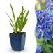 Green boutiQ Agapanthus africanus - Afrikaanse Lelie - Blauw - 3 Planten