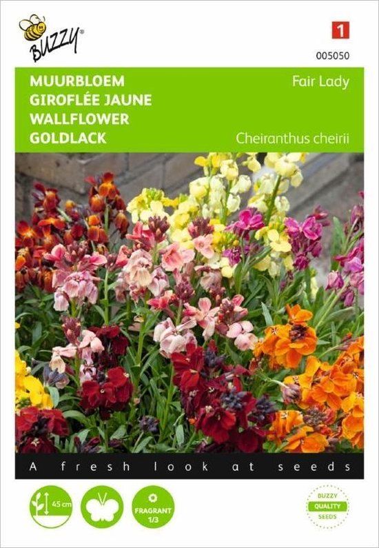 Buzzy Cheiranthus cheiri (muurbloemen gemengd)