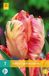 Jub Holland Tulipa Apricot Parrot bloembollen - 7 stuks