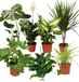 Merkloos Luchtreiniger Plantenset van 7 Stuks voor Binnen 30-70 cm
