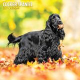 Magnet & Steel Engelse Cocker Spaniel Kalender 2027 Wandkalender