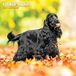 Magnet & Steel Engelse Cocker Spaniel Kalender 2027 Wandkalender