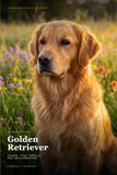 Golden Retriever: Charakter · Pflege · Erziehung – Alles, was du wissen musst