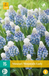 JUB Muscari Mountain Lady JUB, 15 bloembollen
