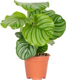 Bloomique Calathea Orbifolia Pauwenplant Kamerplanten Luchtzuiverend Diervriendelijk Hoogte 40-50 cm Pot 14 cm