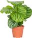 Bloomique Calathea Orbifolia Pauwenplant Kamerplanten Luchtzuiverend Diervriendelijk Hoogte 40-50 cm Pot 14 cm