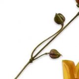 Buitengewoon Boet Buitengewoon de Boet Dahlia geel/groen 65 cm kunstbloem