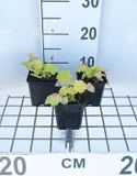 GRDplanten Groendecor Tuinarchitectuur 6x Damastbloem - Heuchera hybr. 'Citronelle' | 9x9 cm pot