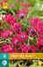 jub X 10 Tulipa Little Beauty