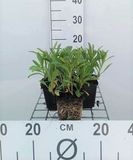 GRDplanten Margriet 6x Margriet - Leucanthemum (s) 'Silberprinzesschen' | 9x9 cm pot