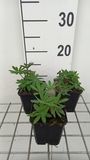 GRDplanten Lupine 6x Lupinus hybr. 'The Governor' ('kastellan') 9x9 cm pot