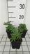 GRDplanten Lupine 6x Lupinus hybr. 'The Governor' ('kastellan') 9x9 cm pot