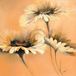 Elena Filatov Impression d'art - Apricot Summer I 70x70cm