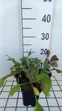 GRDplanten Hoornbloem 6x Ceratostigma plumbaginoides | 9x9 cm pot