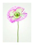 Komar Muurafbeelding | Poppy | Poster, afbeelding, woonkamer, slaapkamer, decoratie, kunstdruk | zonder lijst | P069-30x40 | Formaat: 30 x 40 cm (breedte x hoogte)