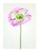 Komar Muurafbeelding | Poppy | Poster, afbeelding, woonkamer, slaapkamer, decoratie, kunstdruk | zonder lijst | P069-30x40 | Formaat: 30 x 40 cm (breedte x hoogte)
