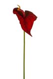 Express Flor 4 kunstmatige anthurions, 74 cm, rood