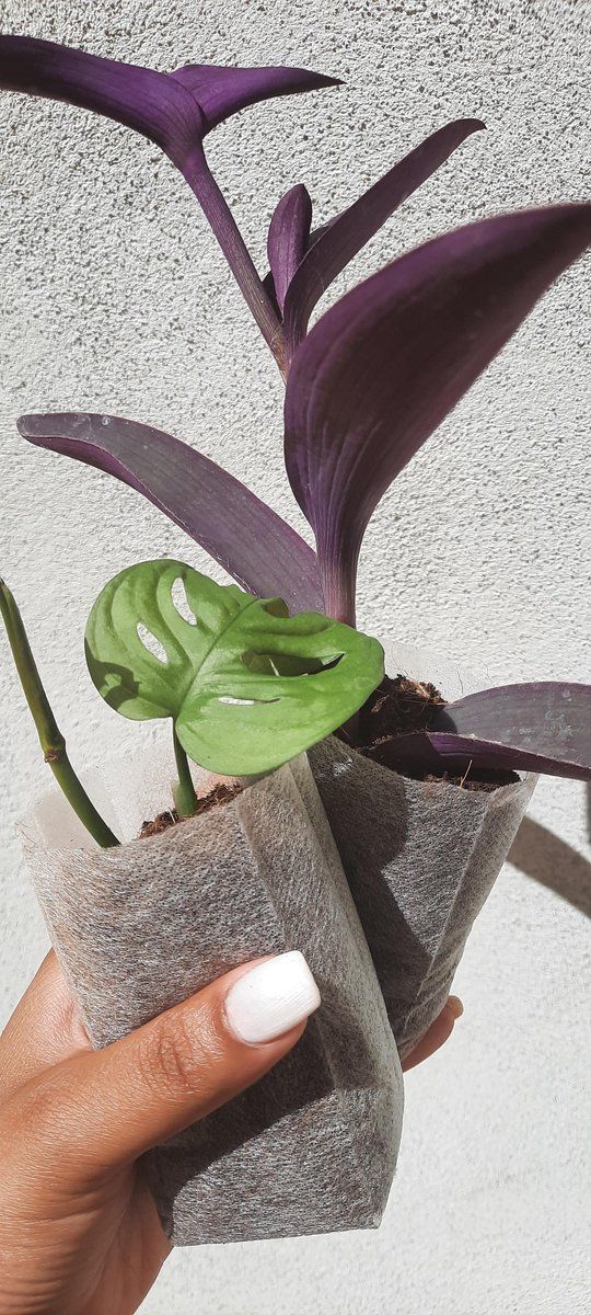 PerfectPlant Ecologische kweekpotjes | Ø5x13cm | 5 stuks | wit